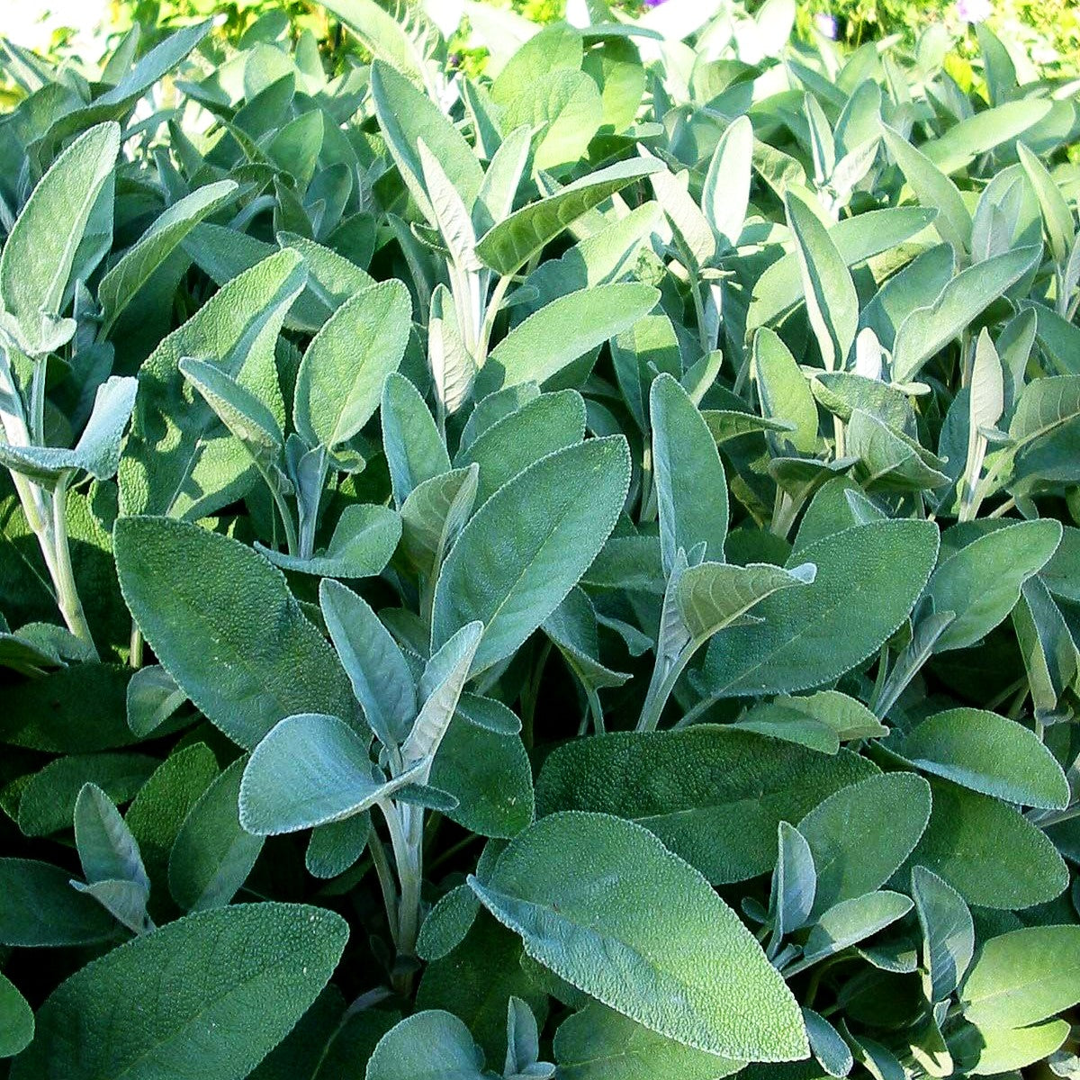 Gewürz-Salbei 'Würzburg' (Salvia officinalis)