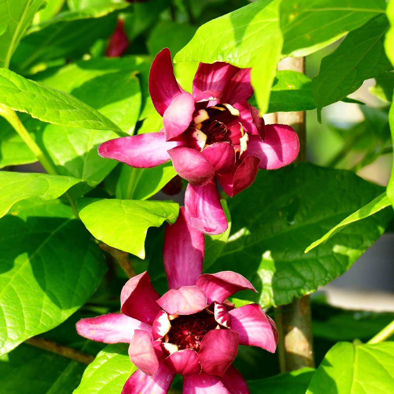 Gewürzstrauch 'Aphrodite' (Calycanthus x cult.)