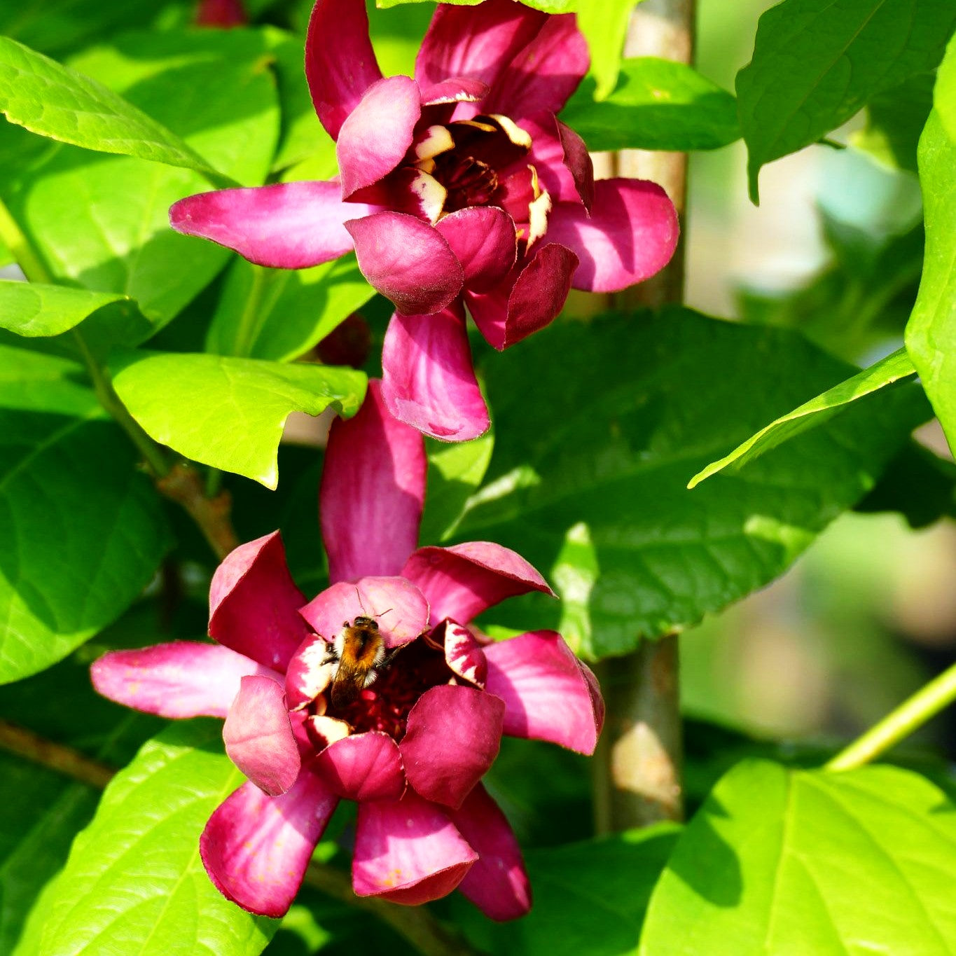 Gewürzstrauch 'Aphrodite' (Calycanthus x cult.)