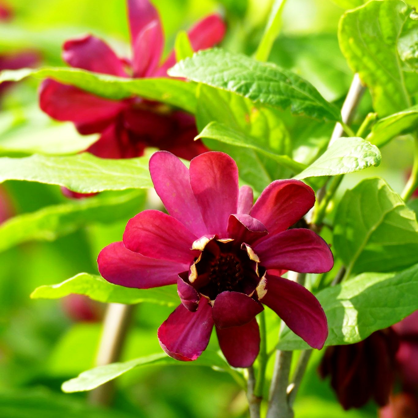 Gewürzstrauch 'Aphrodite' (Calycanthus x cult.)