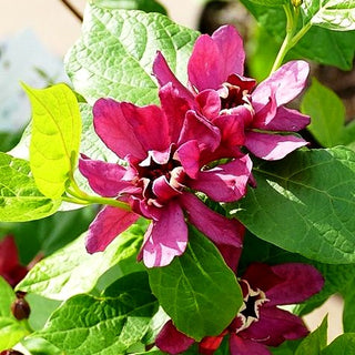 Gewürzstrauch 'Hartlage Wine' (Calycanthus x raulstonii)