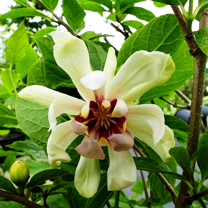 Gewürzstrauch 'Venus' (Calycanthus x cult.)