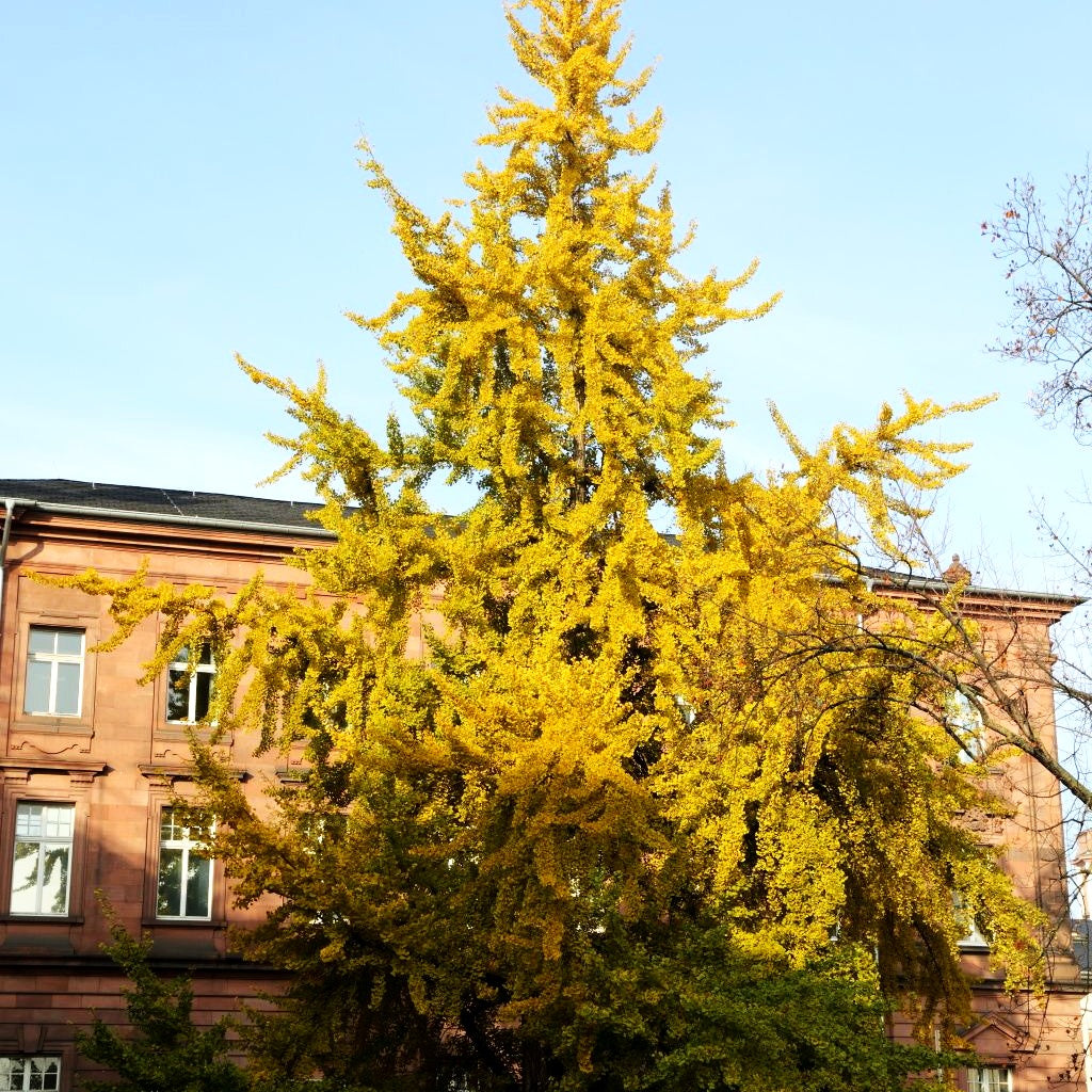 Ginkgo, Fächerblattbaum (Ginkgo biloba)