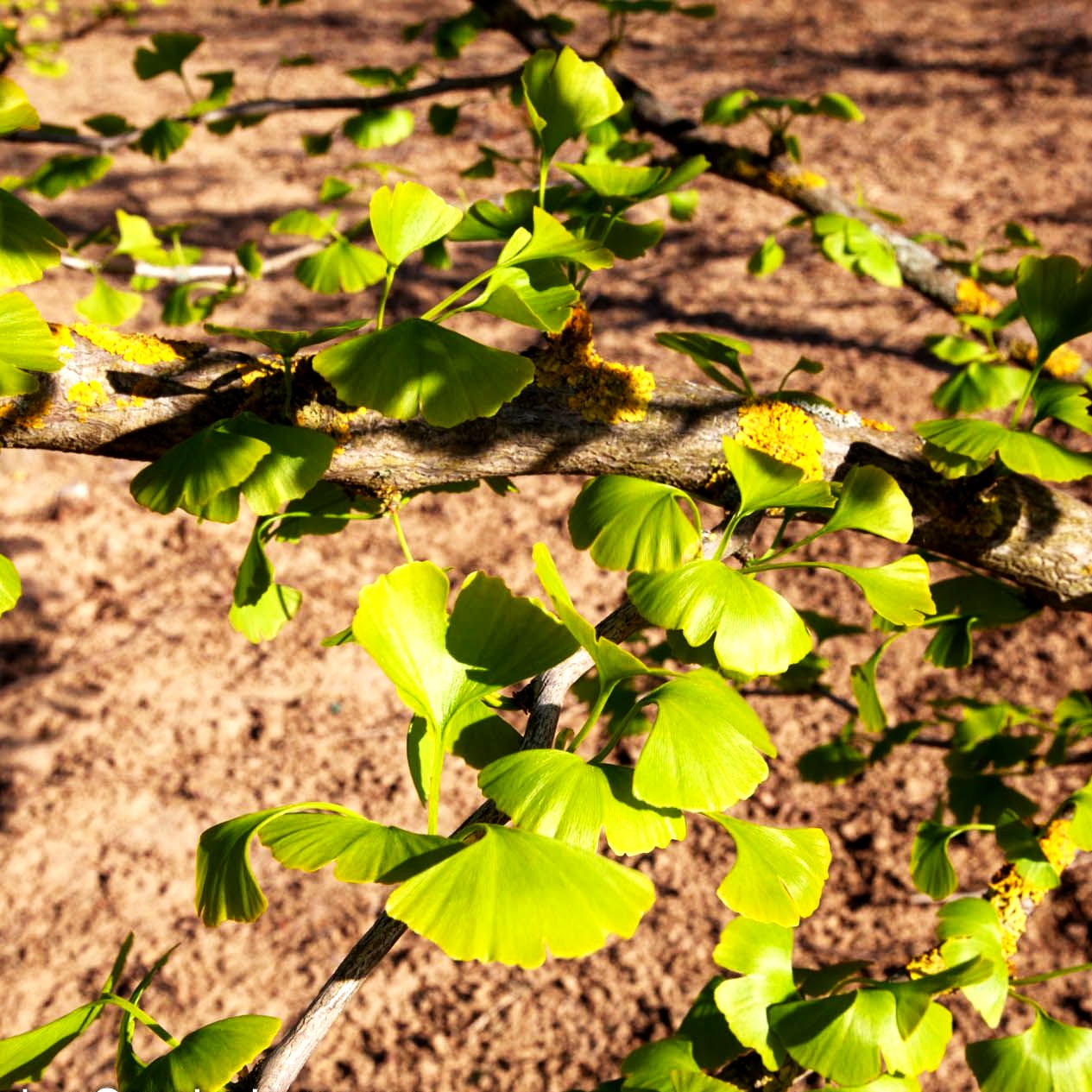 Ginkgo, Fächerblattbaum (Ginkgo biloba)
