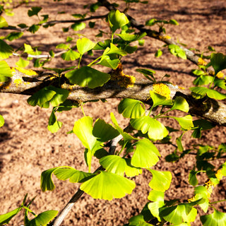 Ginkgo, Fächerblattbaum (Ginkgo biloba)