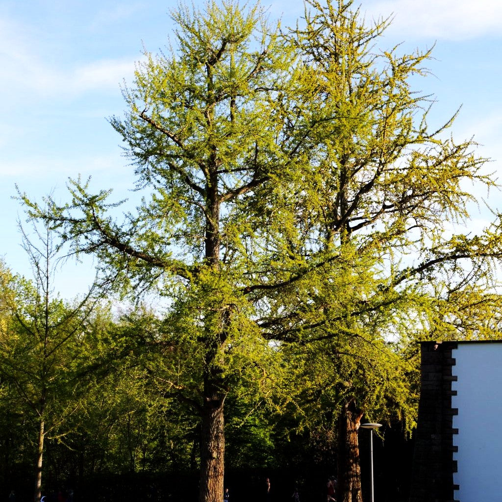 Ginkgo, Fächerblattbaum (Ginkgo biloba)