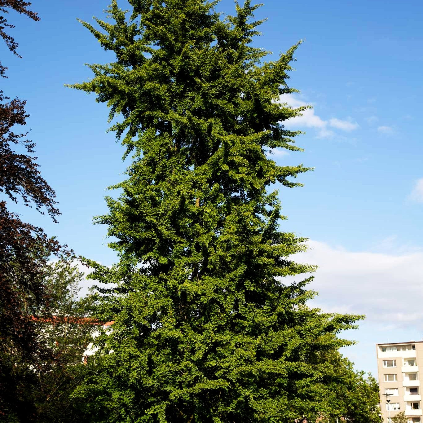 Ginkgo, Fächerblattbaum (Ginkgo biloba)