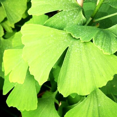 Ginkgo, Fächerblattbaum (Ginkgo biloba)