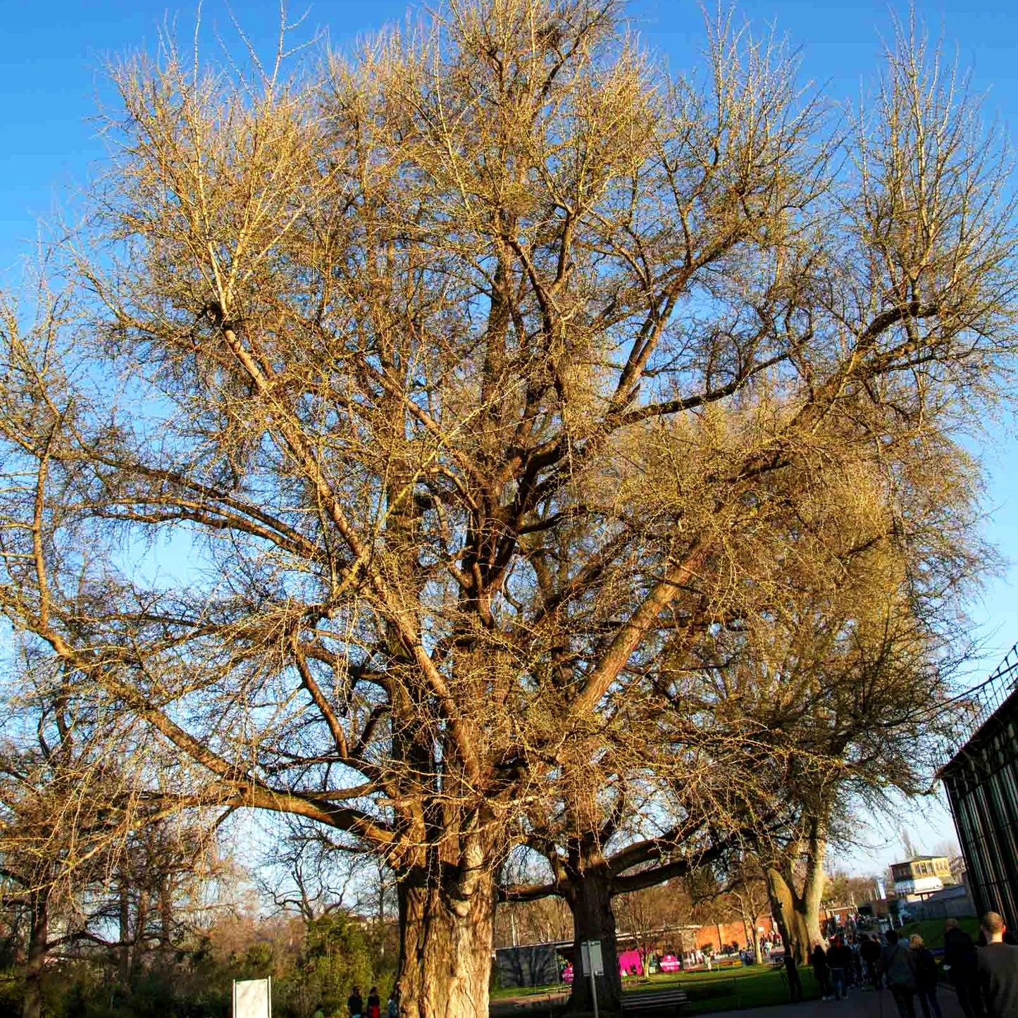 Ginkgo, Fächerblattbaum (Ginkgo biloba)