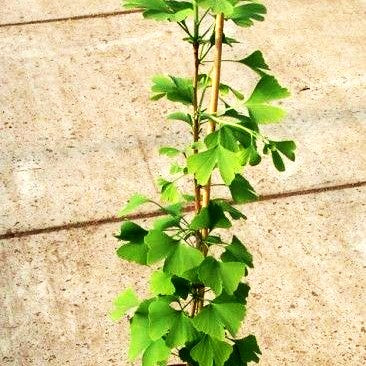 Ginkgo, Fächerblattbaum (Ginkgo biloba)