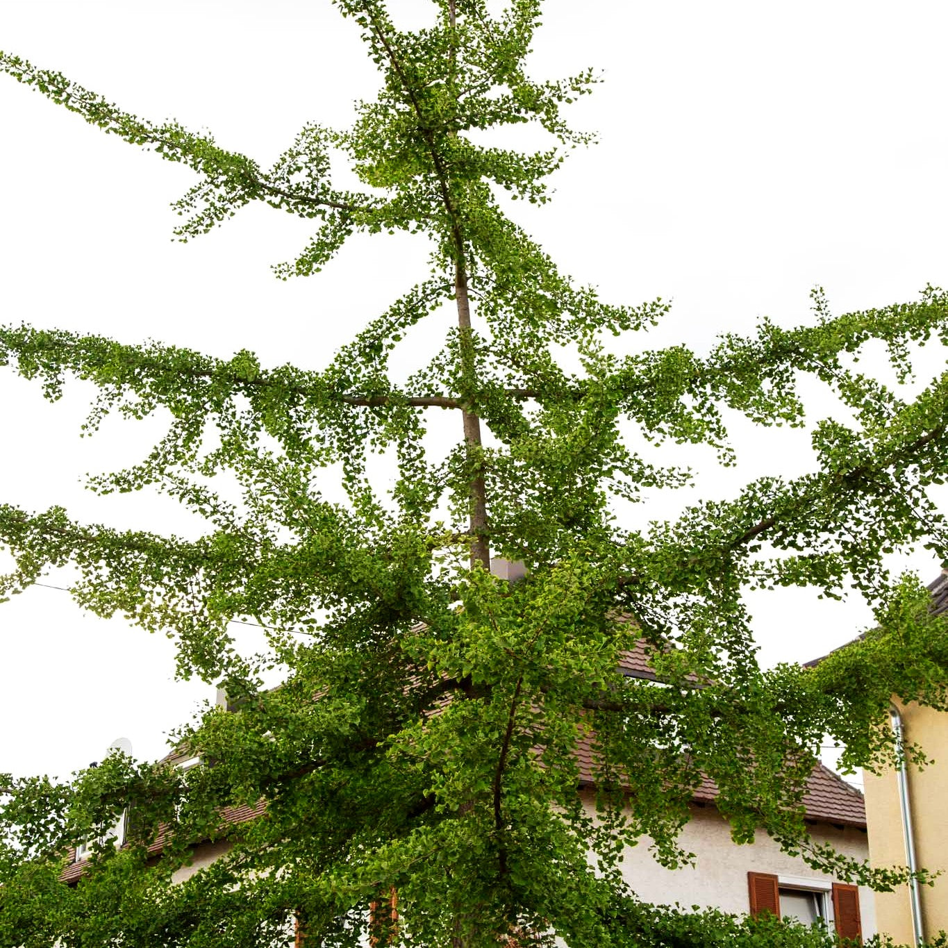 Ginkgo, Fächerblattbaum (Ginkgo biloba)