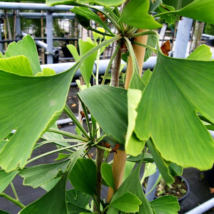 Ginkgo, Fächerblattbaum 'Princeton Sentry' (Ginkgo biloba)