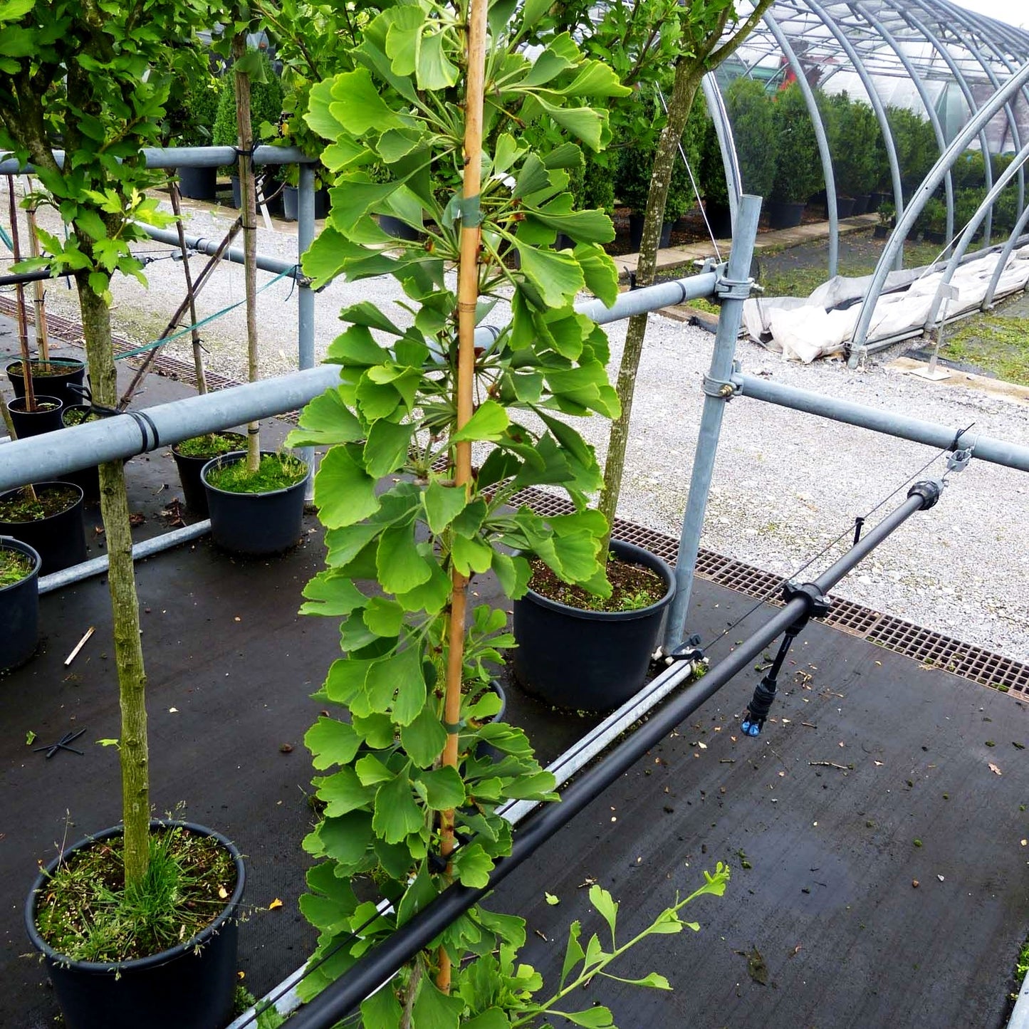 Ginkgo, Fächerblattbaum 'Princeton Sentry' (Ginkgo biloba)