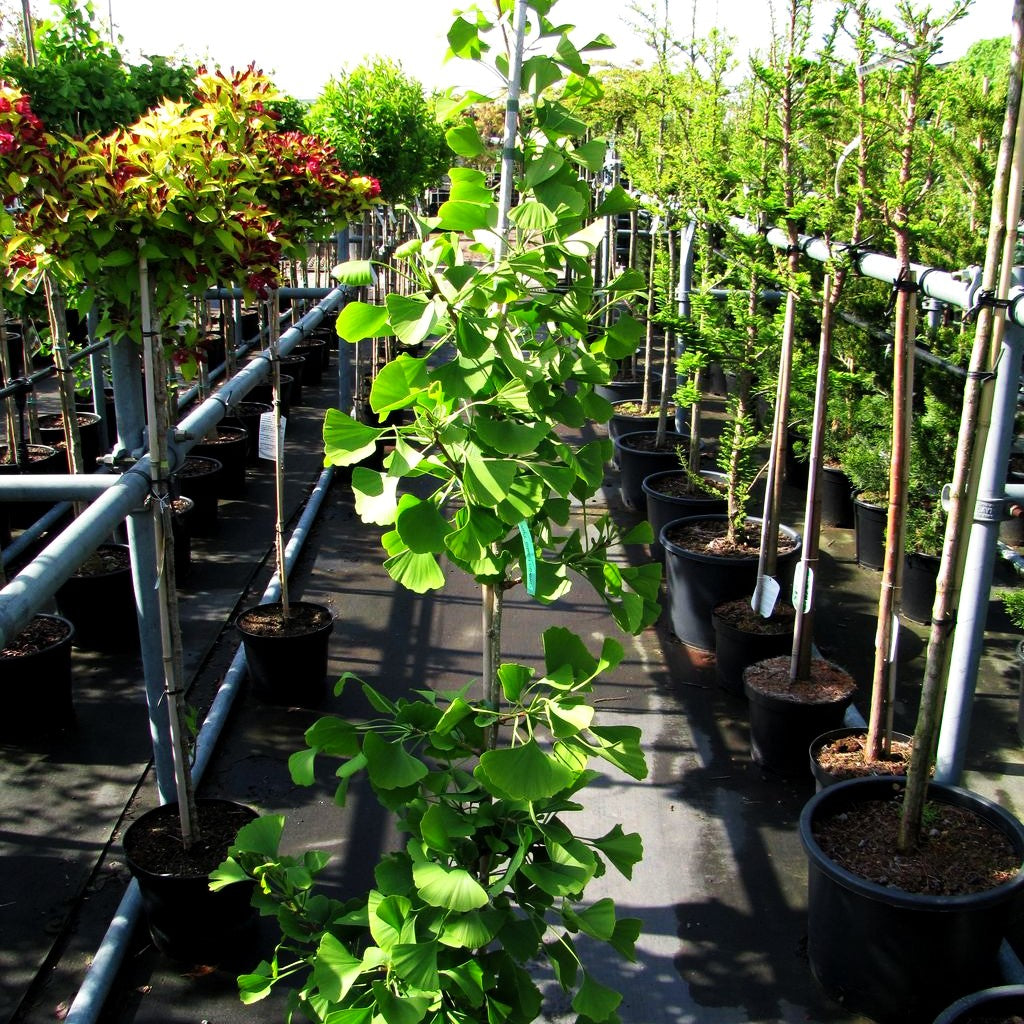 Ginkgo, Fächerblattbaum 'Princeton Sentry' (Ginkgo biloba)