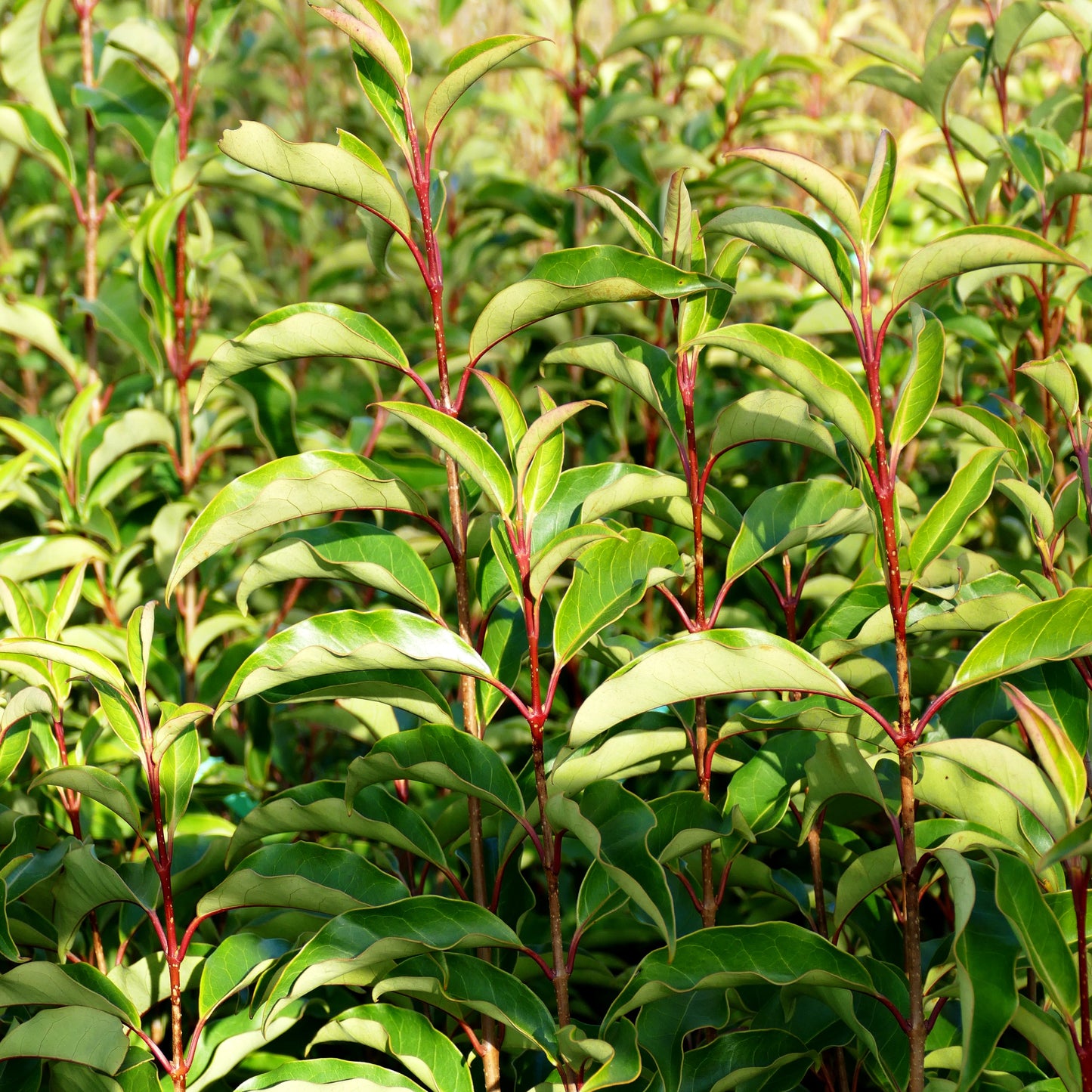 Glänzender Liguster 'Green Screen' (Ligustrum lucidum)