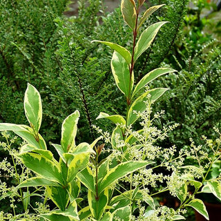 Glänzender Liguster 'Tricolor' (Ligustrum lucidum)