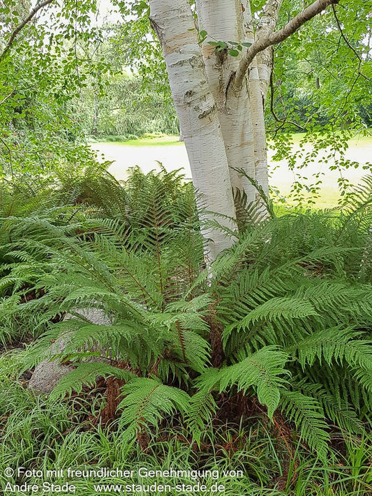 Glanz-Schildfarn (Polystichum aculeatum)