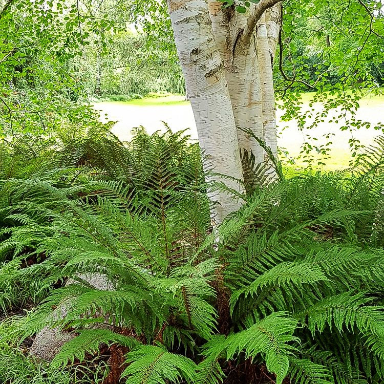 Glanz-Schildfarn (Polystichum aculeatum)