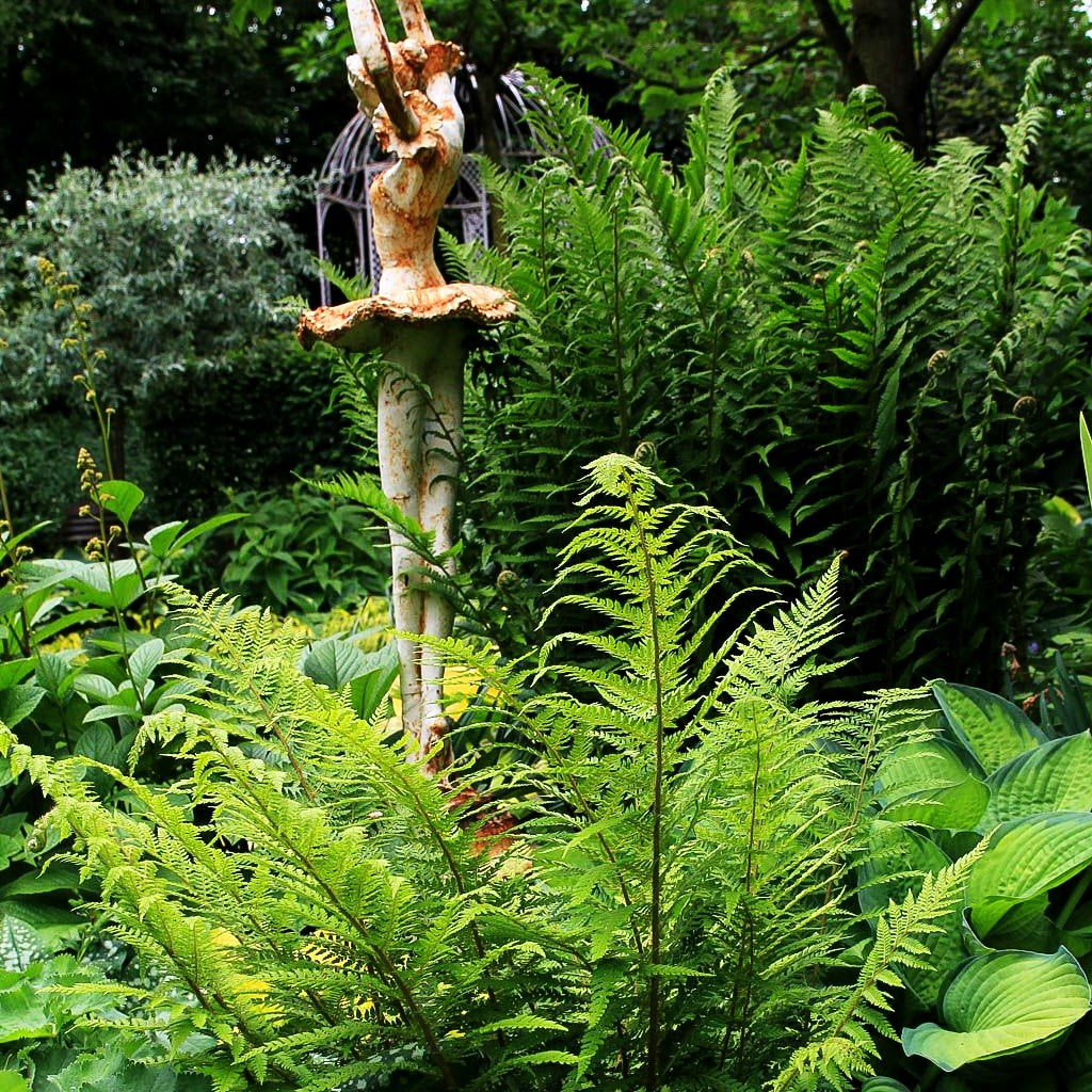 Glanz-Schildfarn (Polystichum aculeatum)
