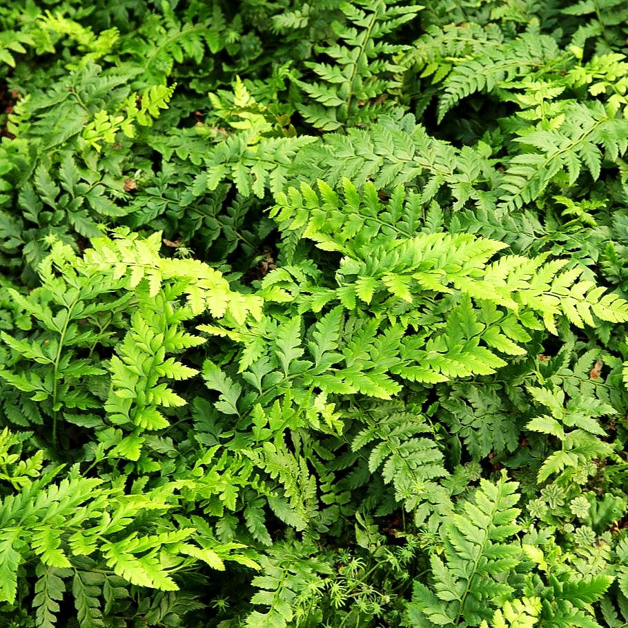 Glanz-Schildfarn (Polystichum aculeatum)