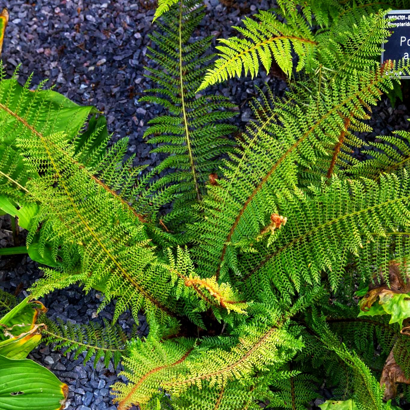 Glanz-Schildfarn (Polystichum aculeatum)