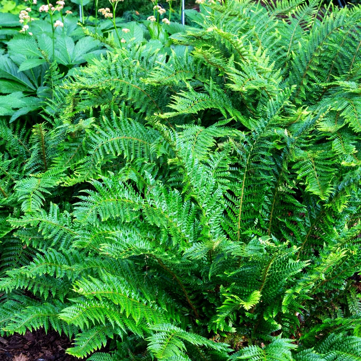 Glanz-Schildfarn (Polystichum aculeatum)