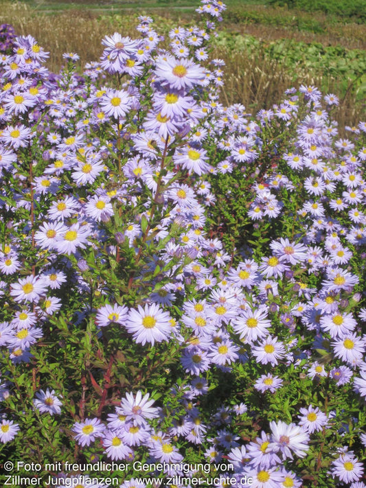 Glattblatt-Aster 'Blaue Nachhut' (Aster novi-belgii)