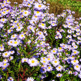 Glattblatt-Aster 'Blaue Nachhut' (Aster novi-belgii)