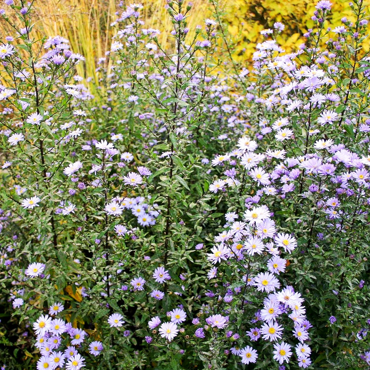 Glattblatt-Aster 'Blaue Nachhut' (Aster novi-belgii)