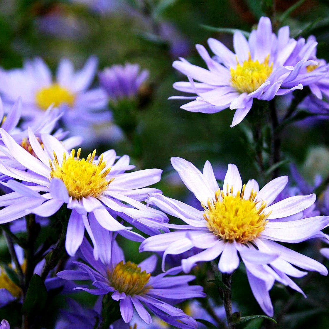 Glattblatt-Aster 'Blaue Nachhut' (Aster novi-belgii)