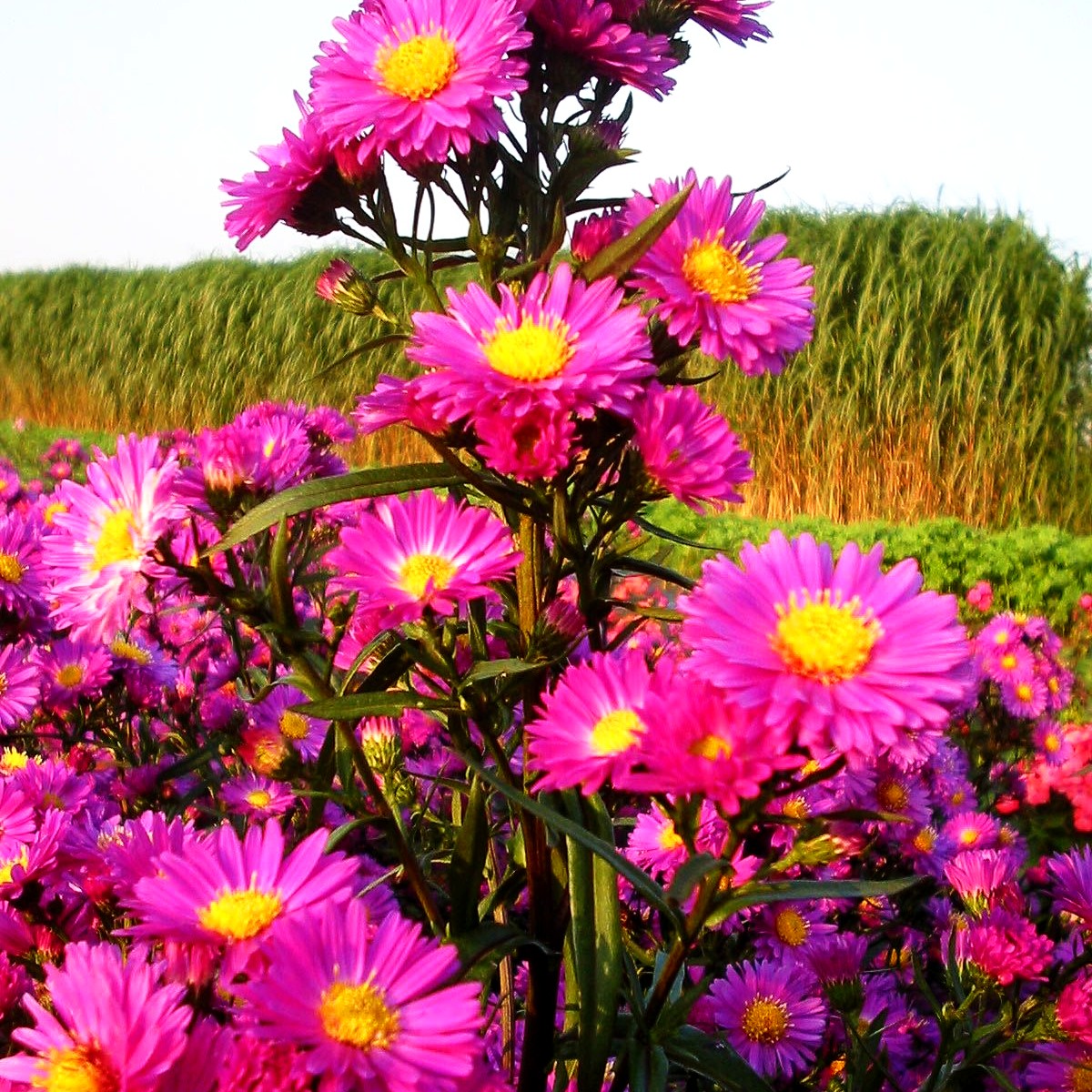 Glattblatt-Aster 'Karminkuppel' (Aster novi-belgii)