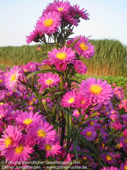 Glattblatt-Aster 'Karminkuppel' (Aster novi-belgii)