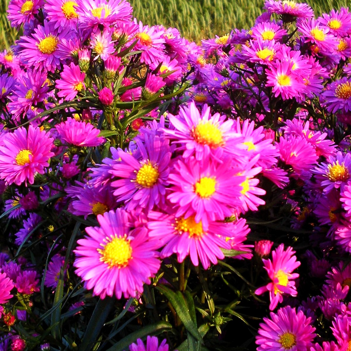 Glattblatt-Aster 'Karminkuppel' (Aster novi-belgii)