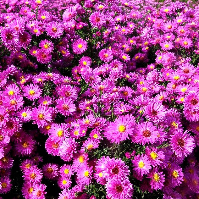 Glattblatt-Aster 'Karminkuppel' (Aster novi-belgii)