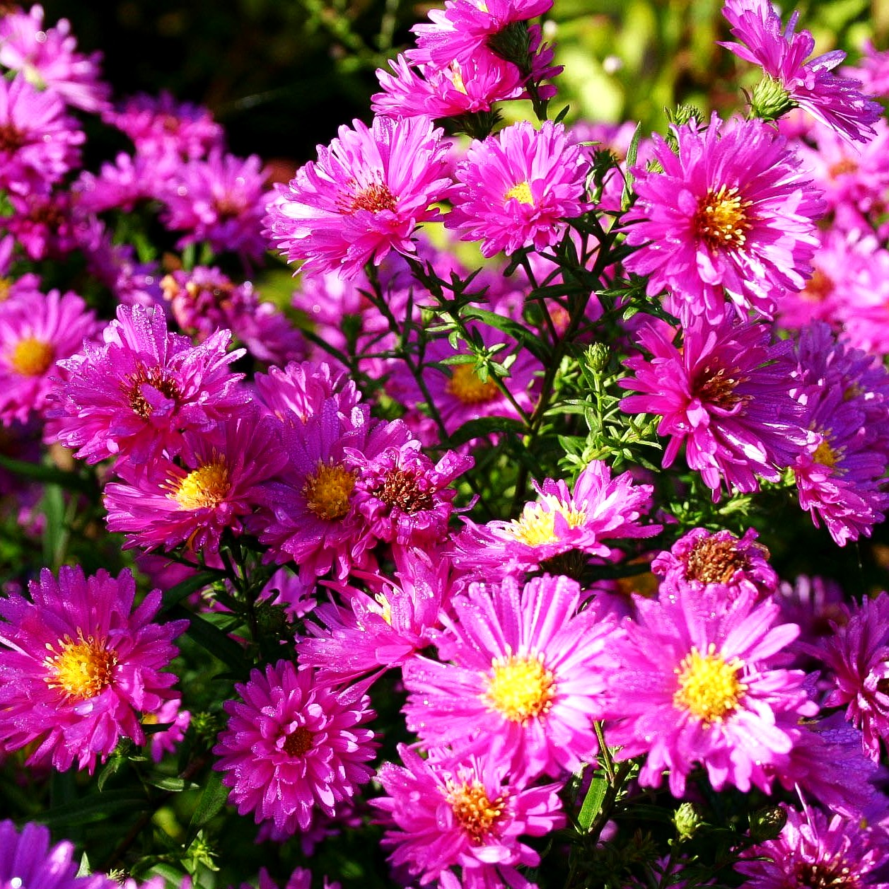 Glattblatt-Aster 'Karminkuppel' (Aster novi-belgii)