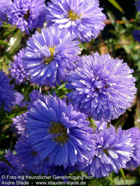 Glattblatt-Aster 'Marie Ballard' (Aster novi-belgii)
