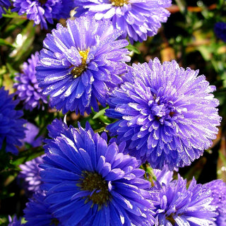 Glattblatt-Aster 'Marie Ballard' (Aster novi-belgii)