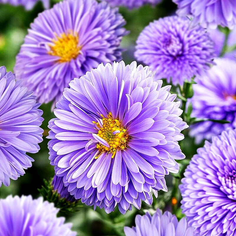 Glattblatt-Aster 'Marie Ballard' (Aster novi-belgii)