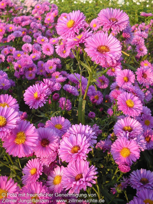 Glattblatt-Aster 'Patricia Ballard' (Aster novi-belgii)