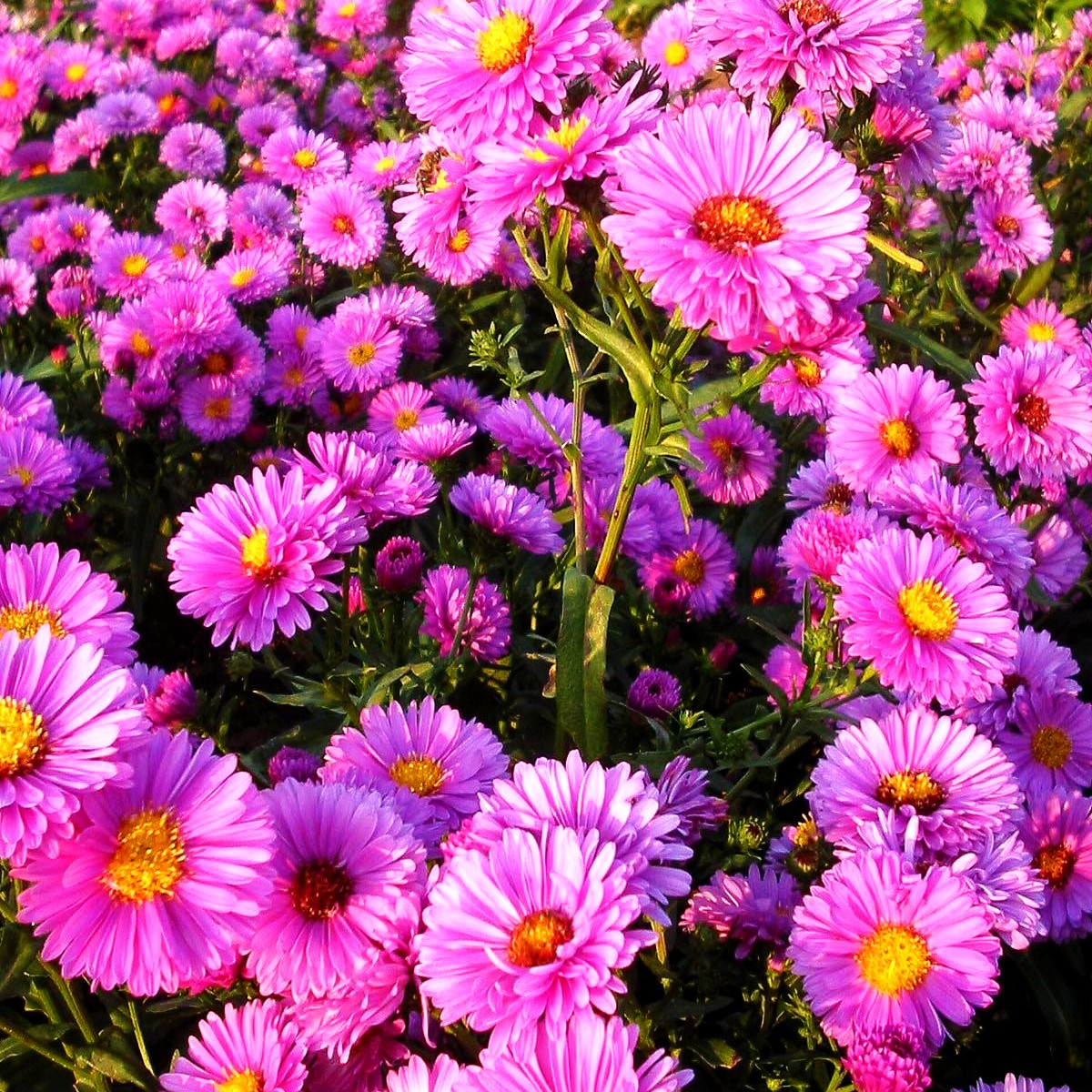Glattblatt-Aster 'Patricia Ballard' (Aster novi-belgii)