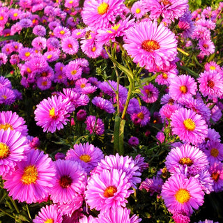 Glattblatt-Aster 'Patricia Ballard' (Aster novi-belgii)