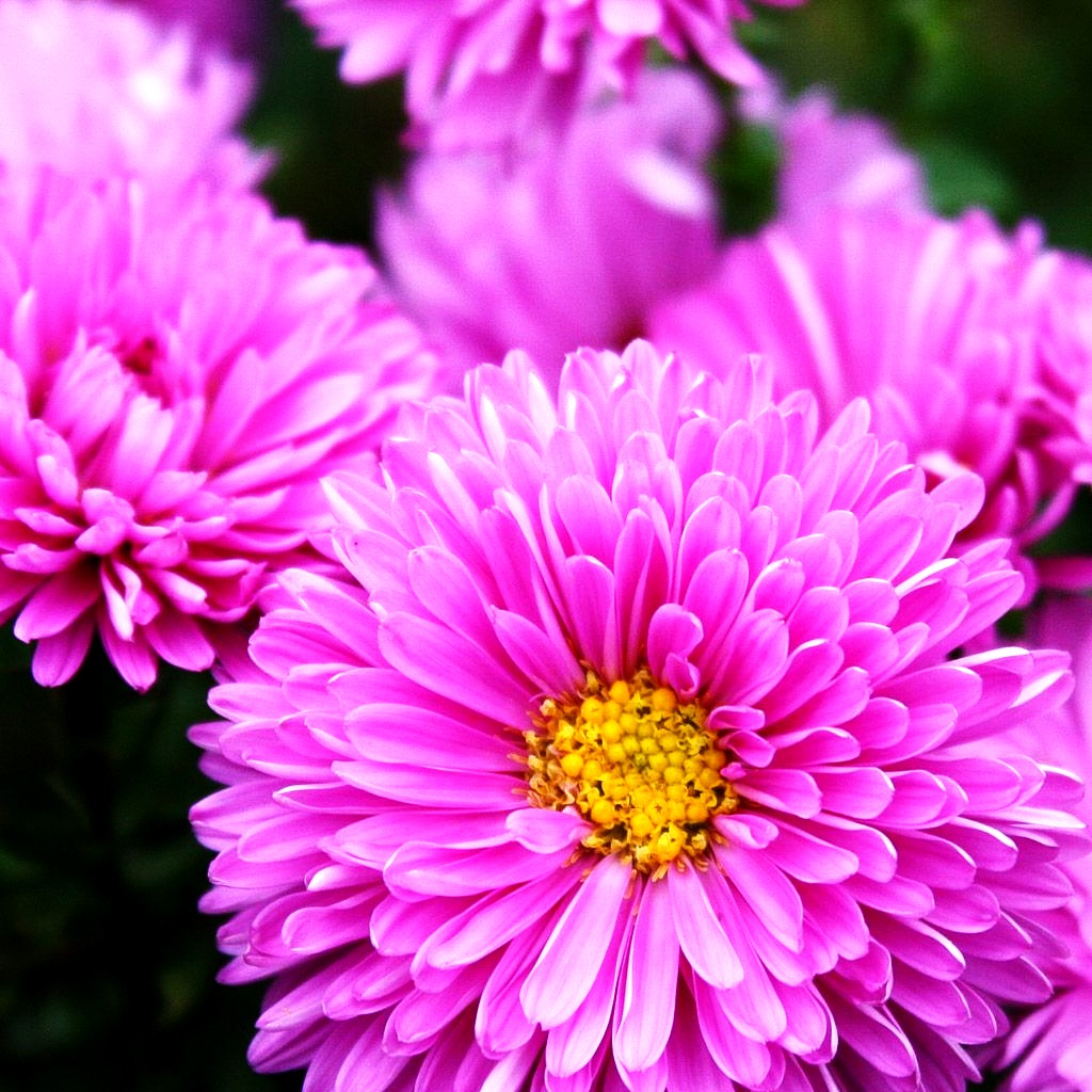 Glattblatt-Aster 'Patricia Ballard' (Aster novi-belgii)