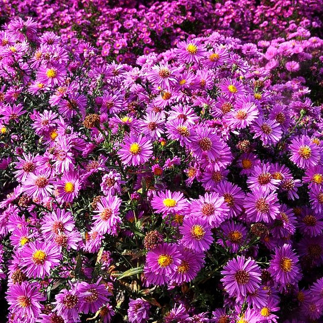 Glattblatt-Aster 'Patricia Ballard' (Aster novi-belgii)