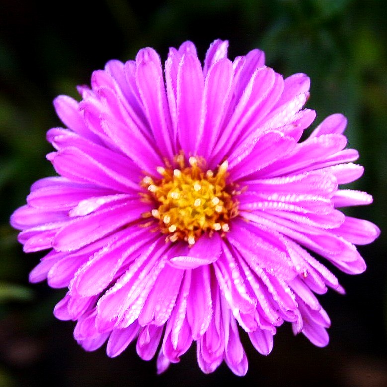Glattblatt-Aster 'Patricia Ballard' (Aster novi-belgii)