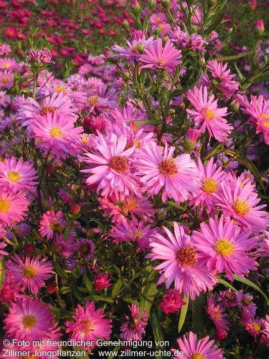 Glattblatt-Aster 'Rosaperle' (Aster novi-belgii)