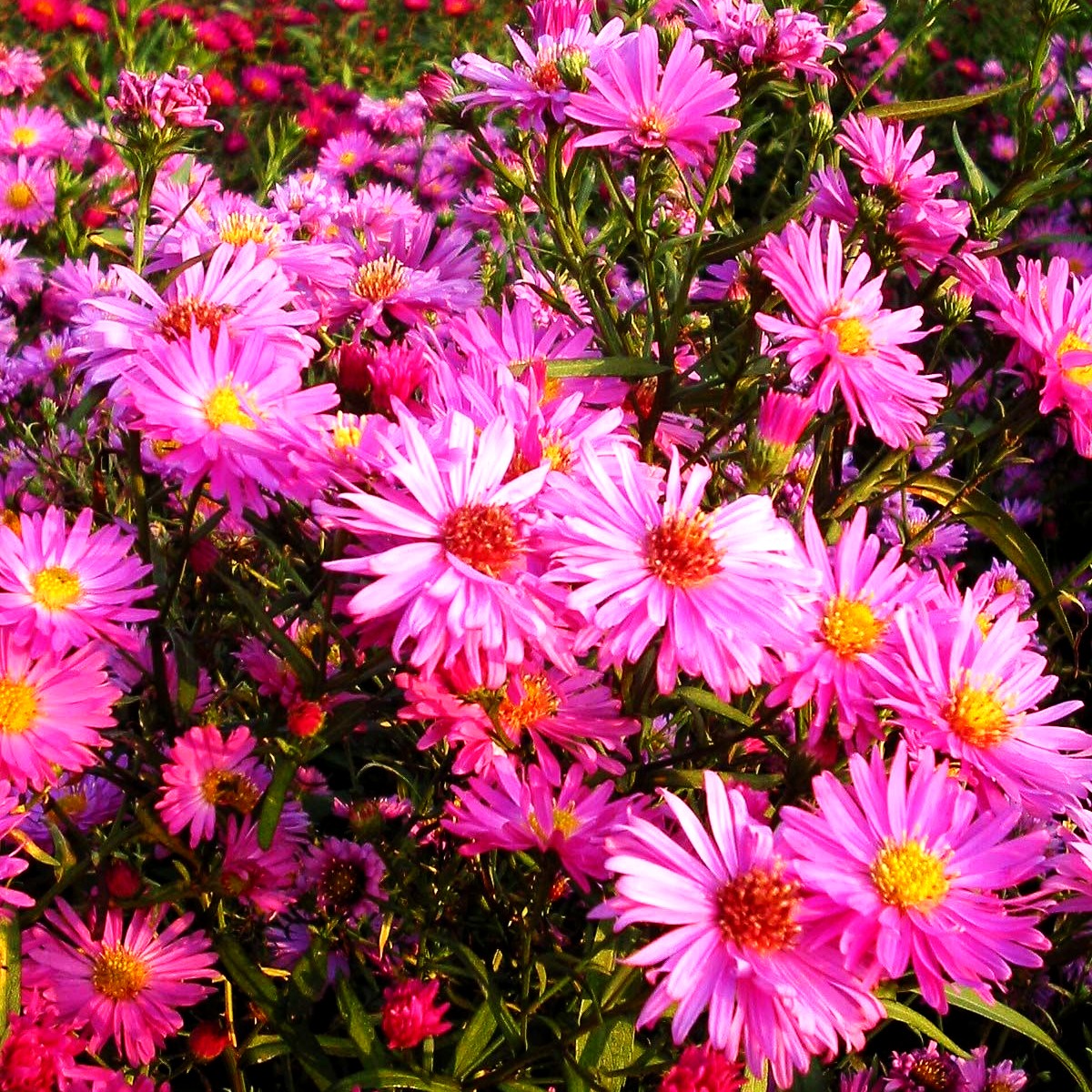 Glattblatt-Aster 'Rosaperle' (Aster novi-belgii)