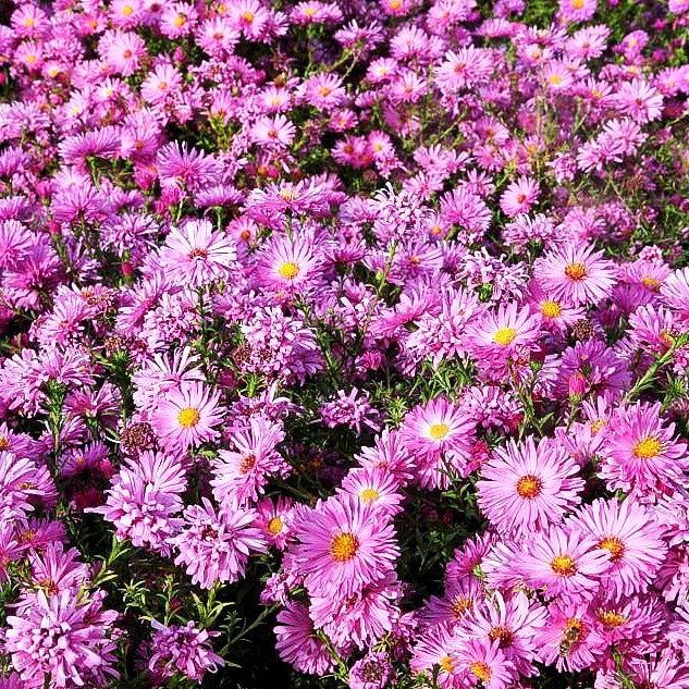 Glattblatt-Aster 'Rosaperle' (Aster novi-belgii)