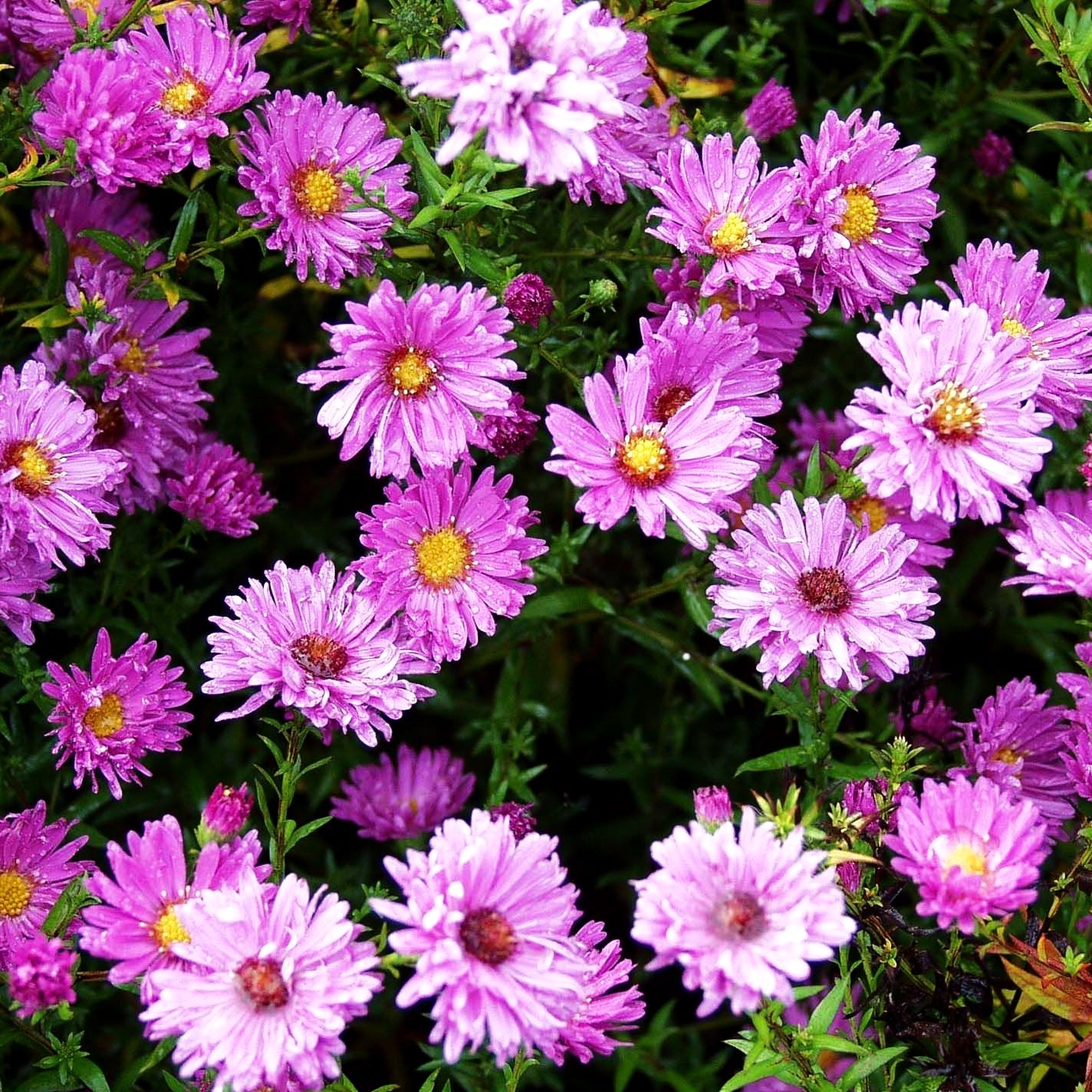 Glattblatt-Aster 'Rosaperle' (Aster novi-belgii)