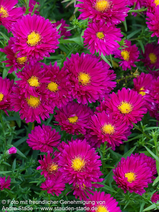 Glattblatt-Aster 'Royal Ruby' (Aster novi-belgii)
