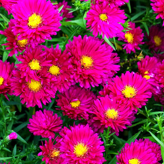 Glattblatt-Aster 'Royal Ruby' (Aster novi-belgii)